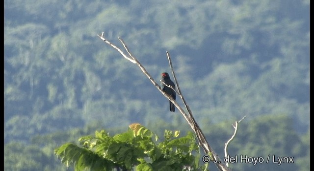 Dollarbird - ML201355231