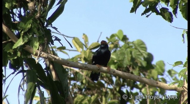 Long-tailed Myna - ML201355251