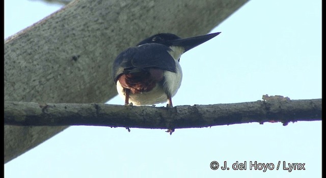 Ultramarine Kingfisher - ML201355341