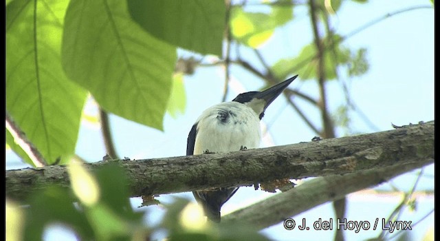 Ultramarine Kingfisher - ML201355351