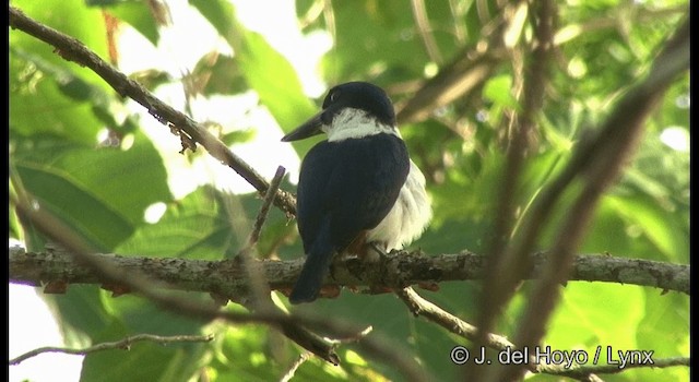 Ultramarine Kingfisher - ML201355361