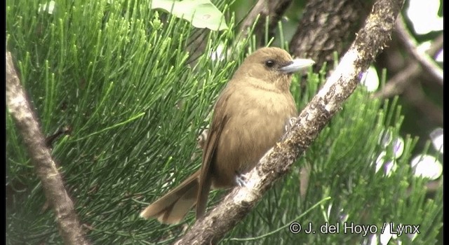 Southern Shrikebill - ML201355381