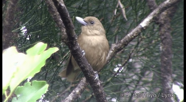 Southern Shrikebill - ML201355391