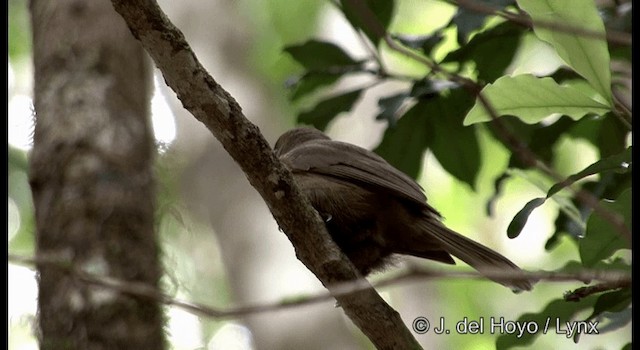 Southern Shrikebill - ML201355401