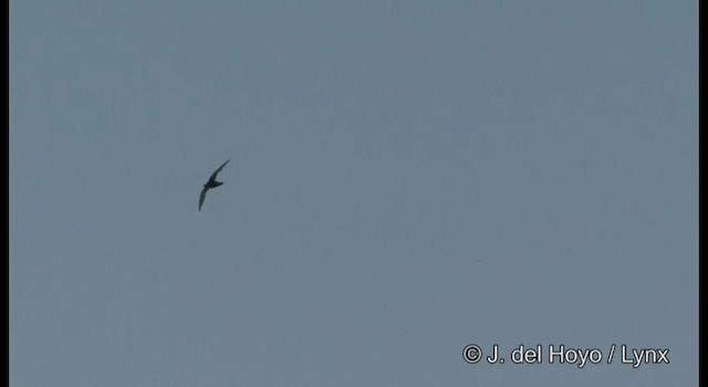 White-collared Swift - ML201355431