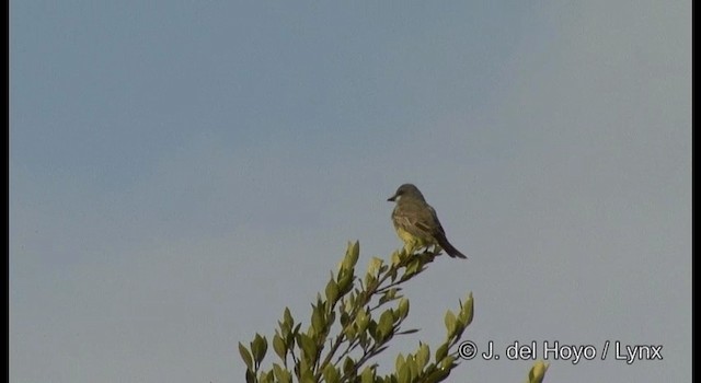 Cassin's Kingbird - ML201355451