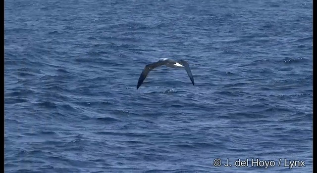 Белошапочный альбатрос (cauta) - ML201355521