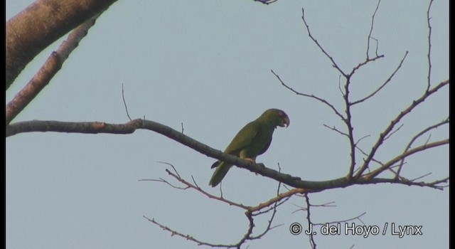 White-fronted Amazon - ML201355541
