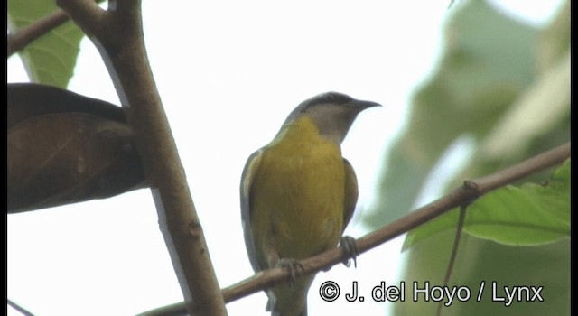 Zuckervogel [luteola-Gruppe] - ML201355551