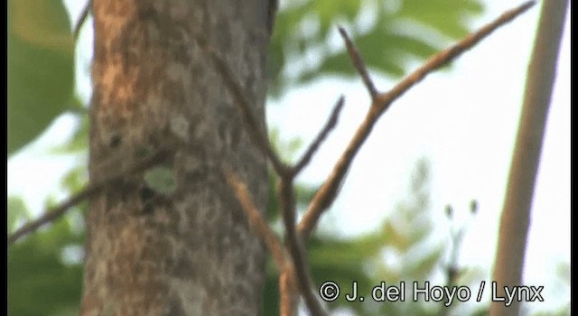 Wedge-billed Woodcreeper (pectoralis Group) - ML201355581