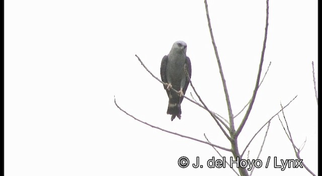 Plumbeous Kite - ML201355601