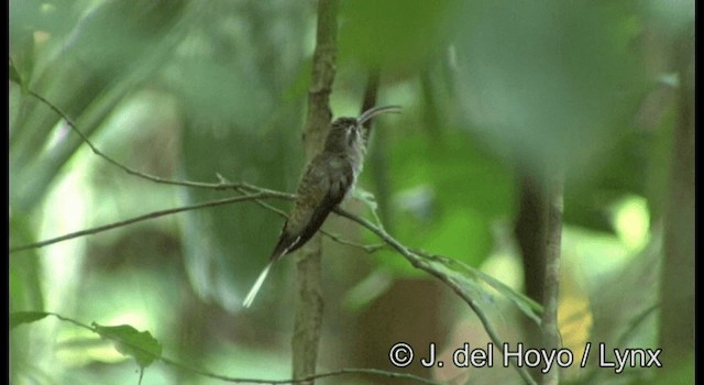 kolibřík tmavolící [skupina longirostris] - ML201355621