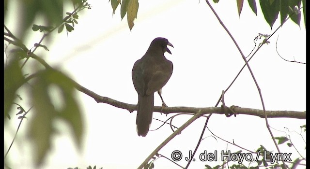 Brown Jay - ML201355661