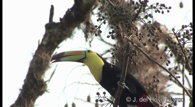 Keel-billed Toucan - ML201355681