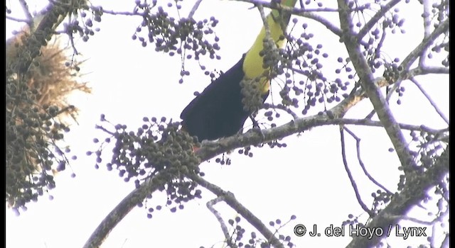 Keel-billed Toucan - ML201355701