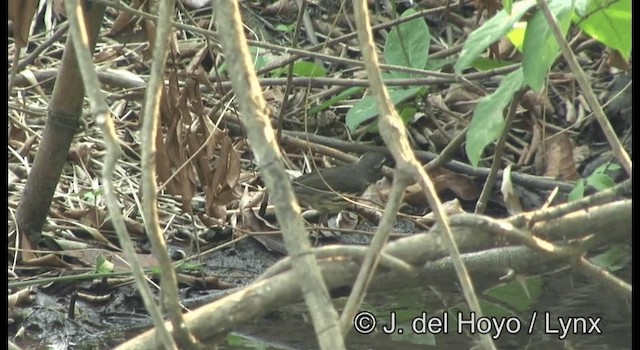 Northern Waterthrush - ML201355721