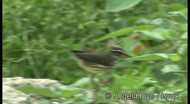 Northern Waterthrush - ML201355731