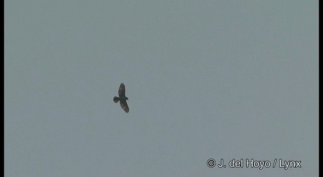 Broad-winged Hawk (Northern) - ML201355771