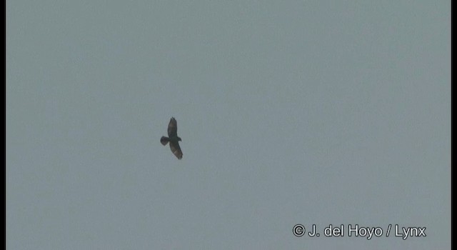 Breitflügelbussard (platypterus) - ML201355771