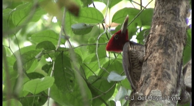 Pale-billed Woodpecker - ML201355781