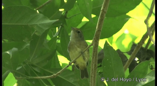 Plain Antvireo - ML201355801