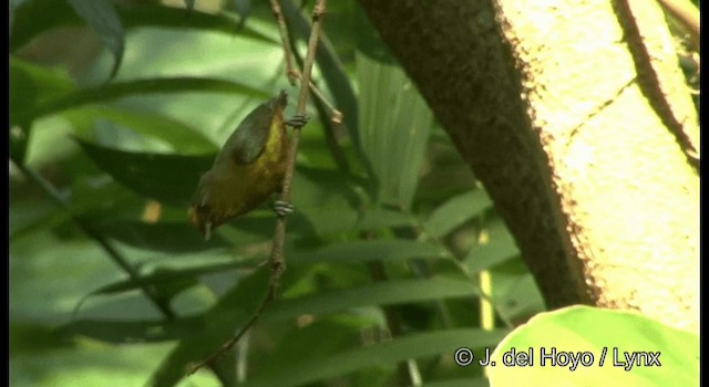 Olive-backed Euphonia - ML201355811