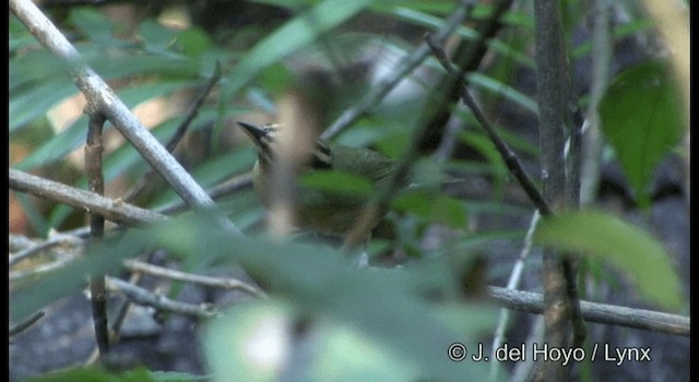 Worm-eating Warbler - ML201355861