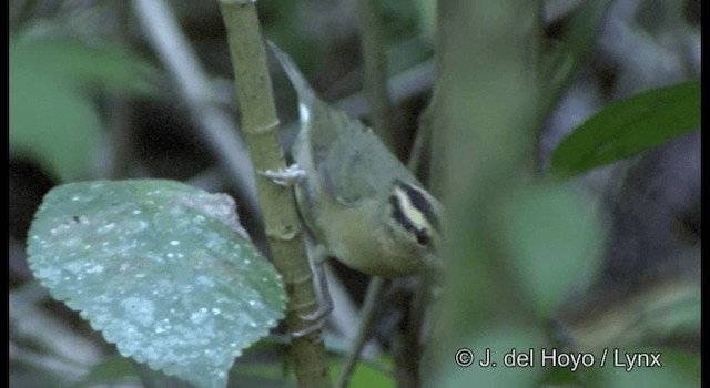 Worm-eating Warbler - ML201355871