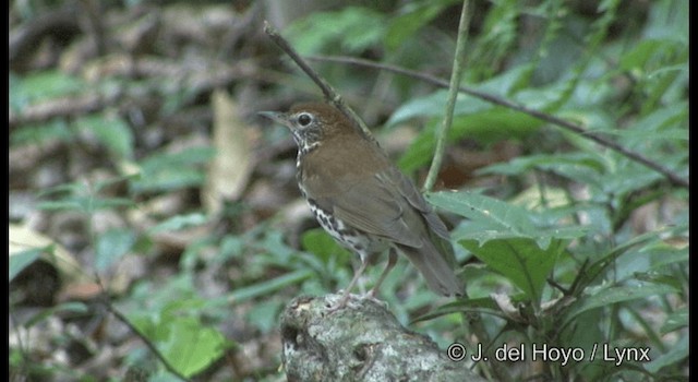 Zorzalito Maculado - ML201355891