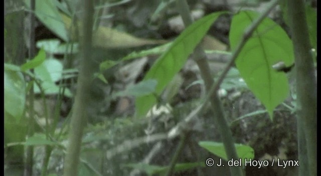 Kentucky Warbler - ML201355931