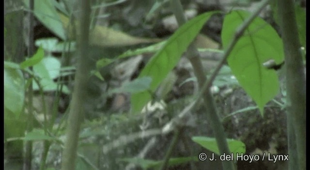 Paruline du Kentucky - ML201355931