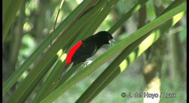 Tangara à croupion rouge (passerinii) - ML201355951