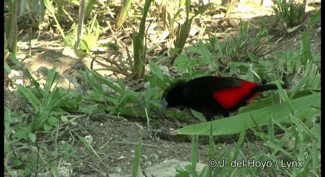 Tangara Terciopelo (passerinii) - ML201355961