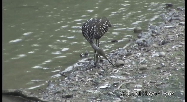 Limpkin (Speckled) - ML201355981