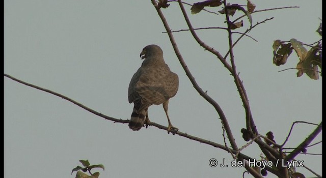 Wegebussard [magnirostris-Gruppe] - ML201356021