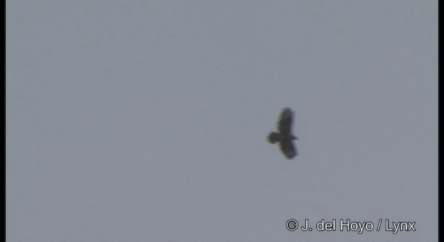 Eastern Buzzard - ML201356131