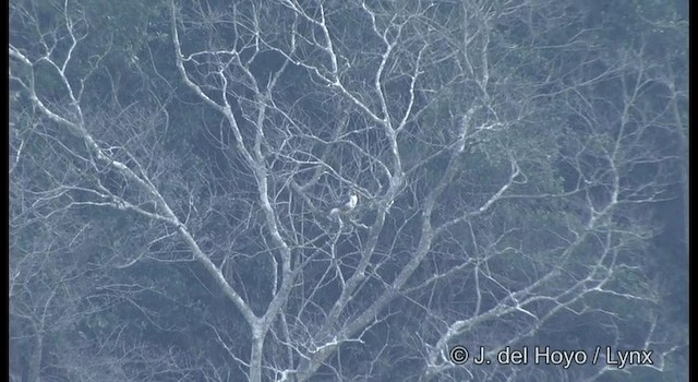 Eastern Buzzard - ML201356141