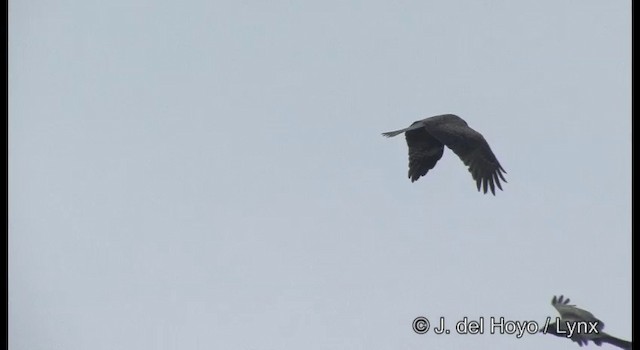 Black Kite (Black-eared) - ML201356221