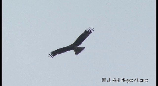 Black Kite (Black-eared) - ML201356231