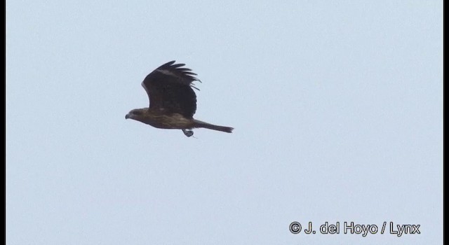 Black Kite (Black-eared) - ML201356241