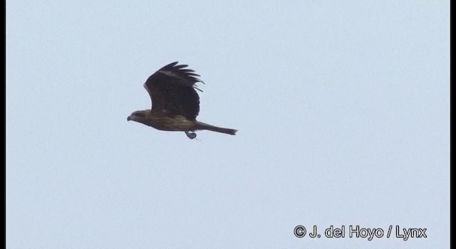 黑鳶(黑耳) - ML201356241