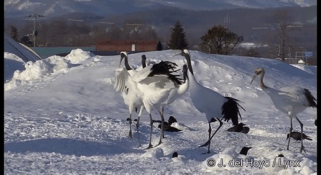 Red-crowned Crane - ML201356431