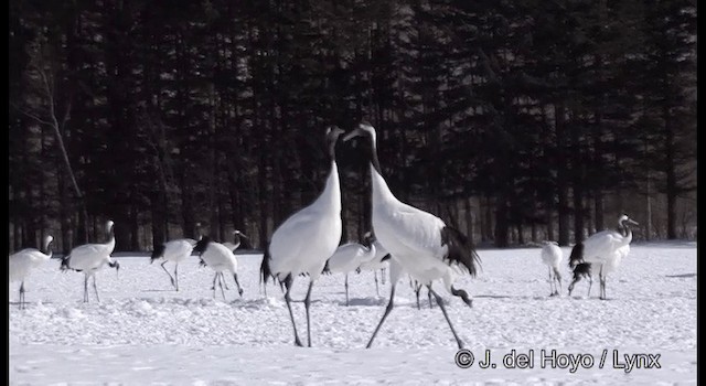 Red-crowned Crane - ML201356441