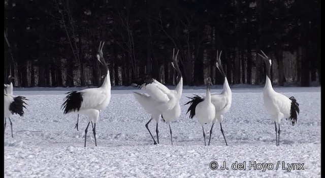 Red-crowned Crane - ML201356461