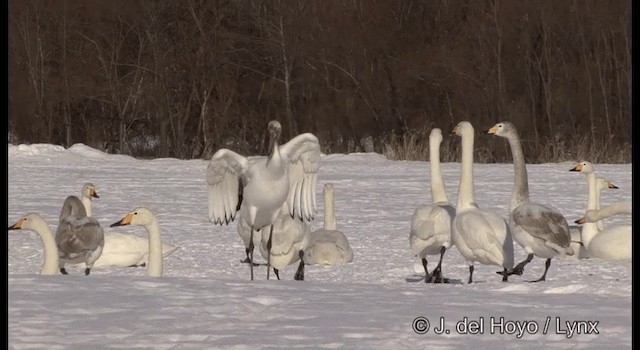 Red-crowned Crane - ML201356501