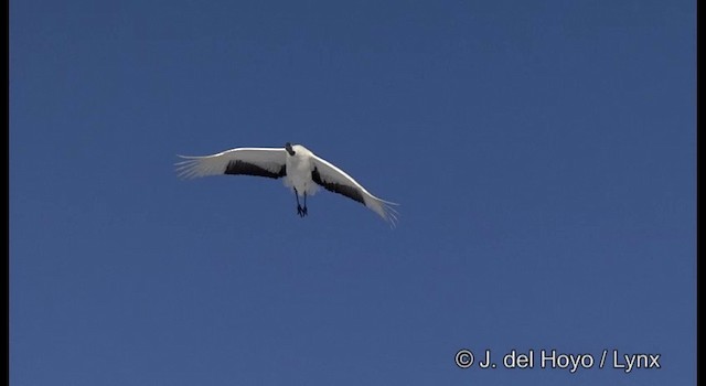 Red-crowned Crane - ML201356571