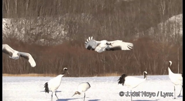 Red-crowned Crane - ML201356611