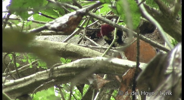 Malabar Flameback - ML201356711