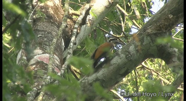 Malabar Flameback - ML201356721