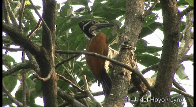 Malabar Flameback - ML201356731